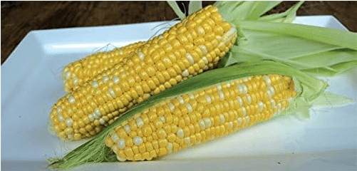 Honey and Cream Corn (1 lb Seeds),Sweet taste and easy to grow in small patches