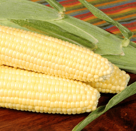 Bodacious R/M Hybrid Corn Garden Seed (Treated) - 1 Lb ~2,031 Seeds - Non-GMO, SE (Sugary Enhanced) Vegetable Gardening Seeds