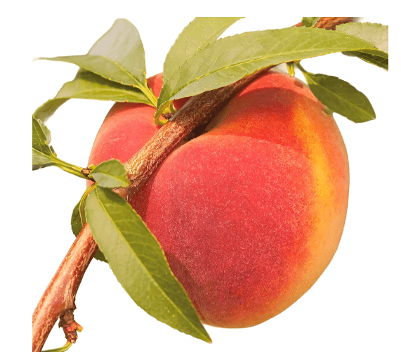 Contender Peach Tree – Cold Hardy, Self-Pollinating Freestone Peach | Live Fruit Tree for Gardens, Orchards & Backyard Growing