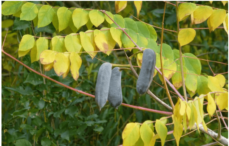 Kentucky Coffeetree (Gymnocladus dioicus) 1-2 Year Old Plant 8-12" Tall