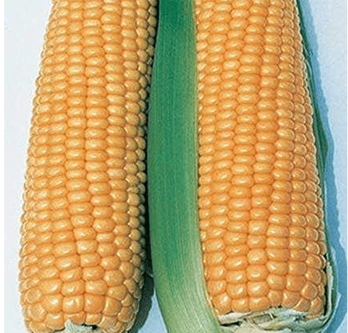 Illini Xtra Sweet Hybrid F1 Corn Seeds - Superb Sweetness and Good Corn Flavor(100 - Seeds)