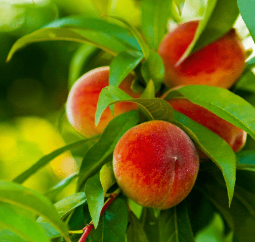 Brighter Blooms - Elberta Peach Tree, 5-6 Feet - Live Fruit Plant - No Shipping to AL, AR, AZ, CA, CO, ID, LA, MS, OR, TX, WA