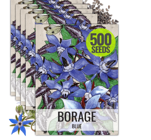 Seed Needs Borage Seeds for Planting Blue Star Flowers - Heirloom Non-GMO & Untreated - Plant a Home Grown Flowering Herb Garden Attract Bees, Butterflies & Other Pollinators (5 Packs)