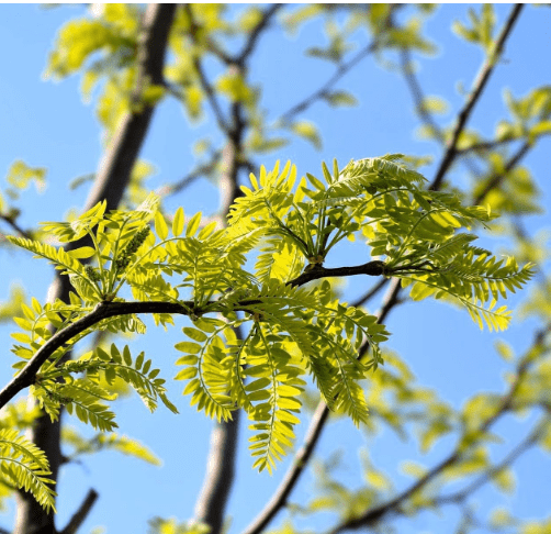 Honey Locust (Gleditsia triacanthos) Live Trees – Ideal for Windbreak, Erosion Control, Wildlife Habitat, Honey Bees, or Bonsai