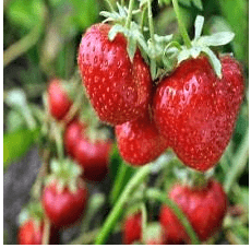 Quinalt Everbearing Strawberry 25 Bare Root Plants - Huge Fruit Size