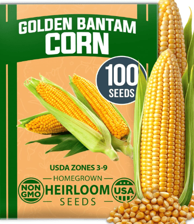 HOME GROWN 𝗨𝗦𝗔 𝗣𝗥𝗘𝗠𝗜𝗨𝗠 Golden Bantam Corn 1 Pack 100 𝗡𝗢𝗡-𝗚𝗠𝗢 Heirloom Vegetable Seeds Grow Sweet Corn Outdoors Easy for Beginners & Great for Home Gardeners High Germination (Zea mays)