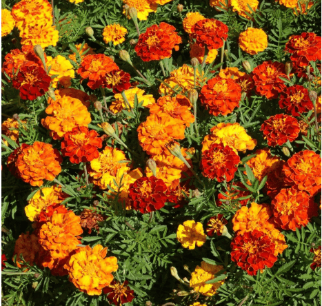 Outsidepride French Marigold Seeds Mix - 1/4 Lb. Annual, Compact, Heat & Drought Tolerant Flower Seeds for Planting w/Orange & Yellow Prolific Blooms, Ideal for Vibrant Pollinator Gardens