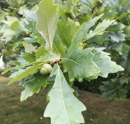Swamp White Oak Tree Seedlings for Planting | Live Tree Seedlings | Quercus Bicolor (3 Seedlings) - No Ship to California