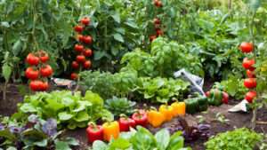 best organic plant food for vegetables