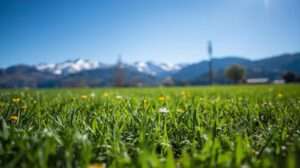 Best Fertilizer for Colorado Lawns