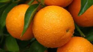 Best Fertilizer for Orange Trees Guide