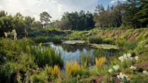 ecological succession of a pond