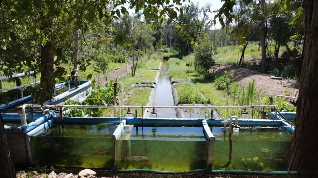 french drain vs swale