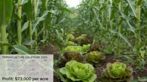 cornfield lettuce
