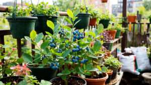 Best Soil for Blueberries in Pots