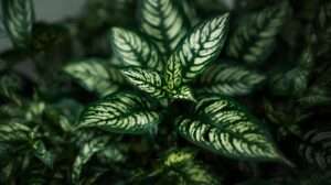 Prayer plant toxic to cats​