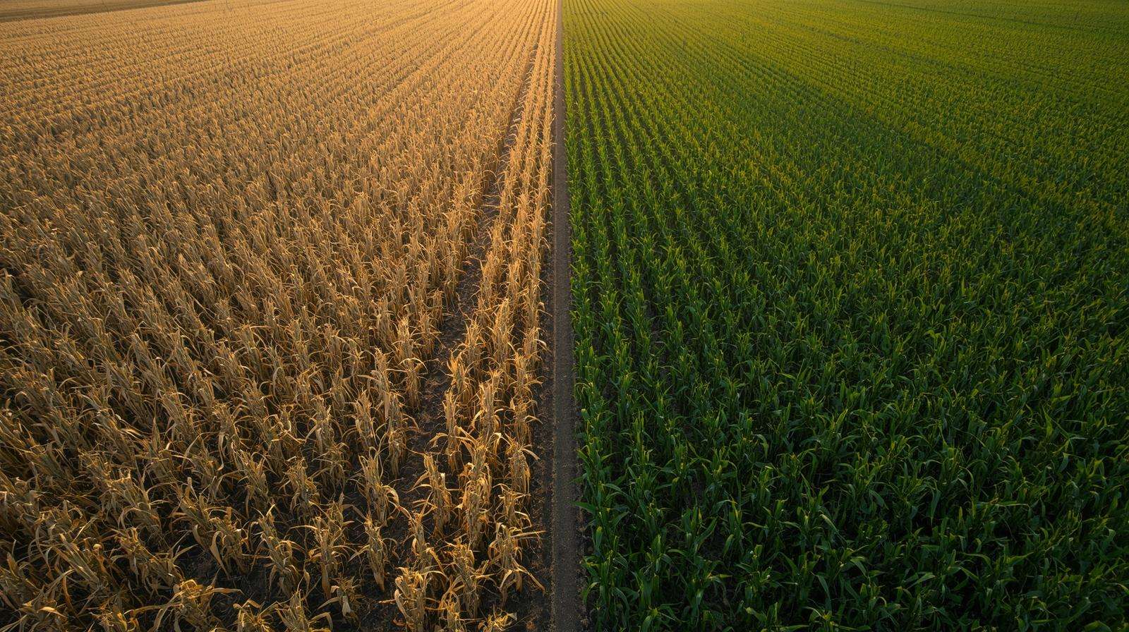 Drone view of corn yield increase with Jacks fertilizer program.