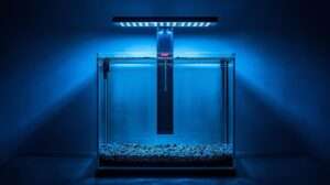 Best fish tank heater