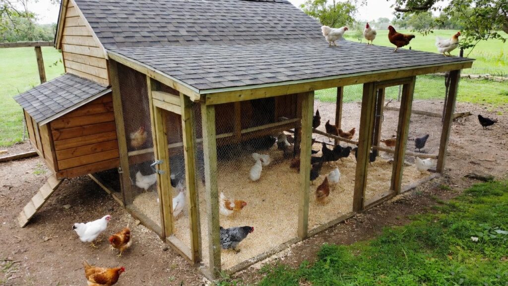 Deep Litter Coop Management