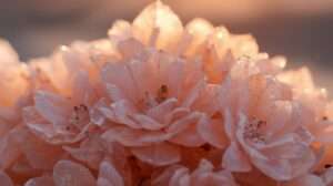 Desert Rose Crystal: Meaning, Healing & Uses