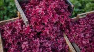 Purple Amaranth: Benefits, Growing & Uses Guide