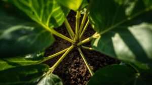 Fiddle leaf fertilizer