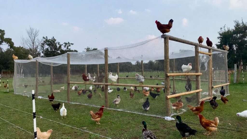 Electric Poultry Nets for Small Homesteads