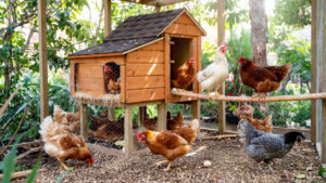 Protect Chickens and Gardens from Coyotes Foxes Raccoons