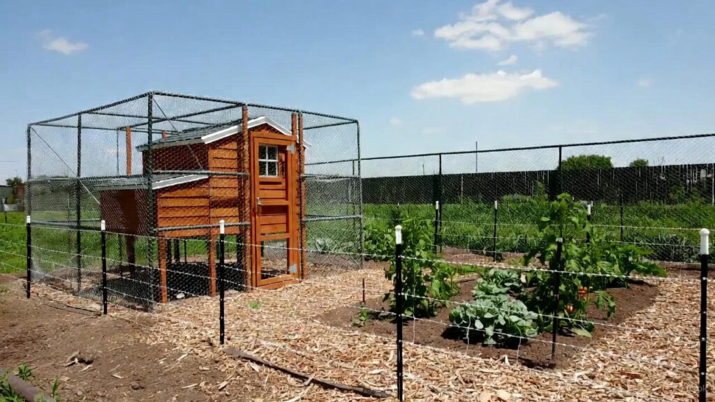 Protect Chickens and Gardens from Coyotes Foxes Raccoons