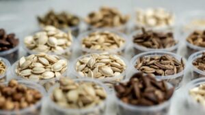 iceberg lettuce seeds