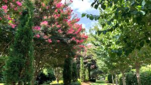 best trees to line a driveway