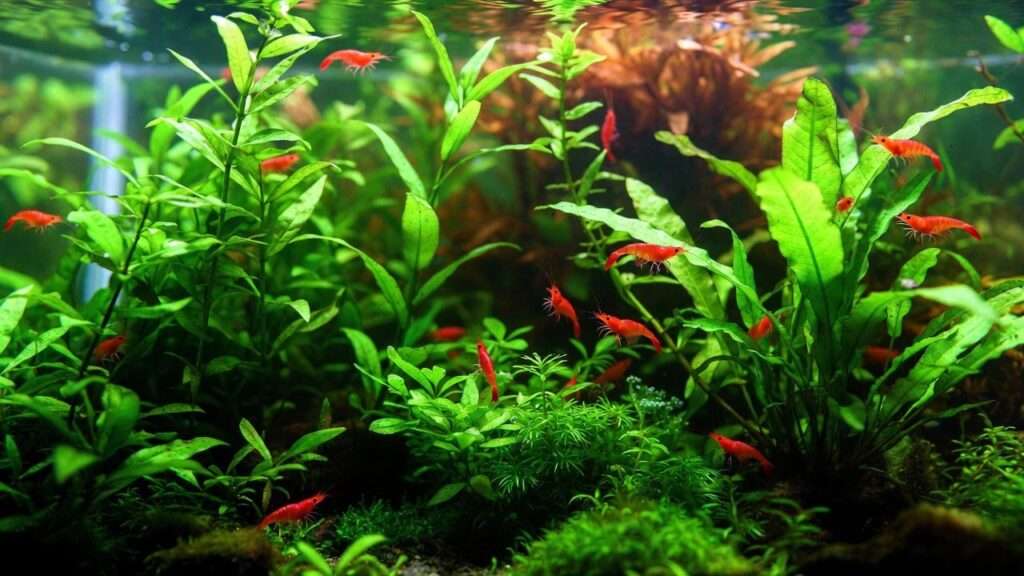 best plants for shrimp tank