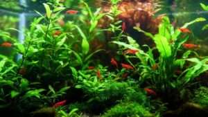 best plants for shrimp tank