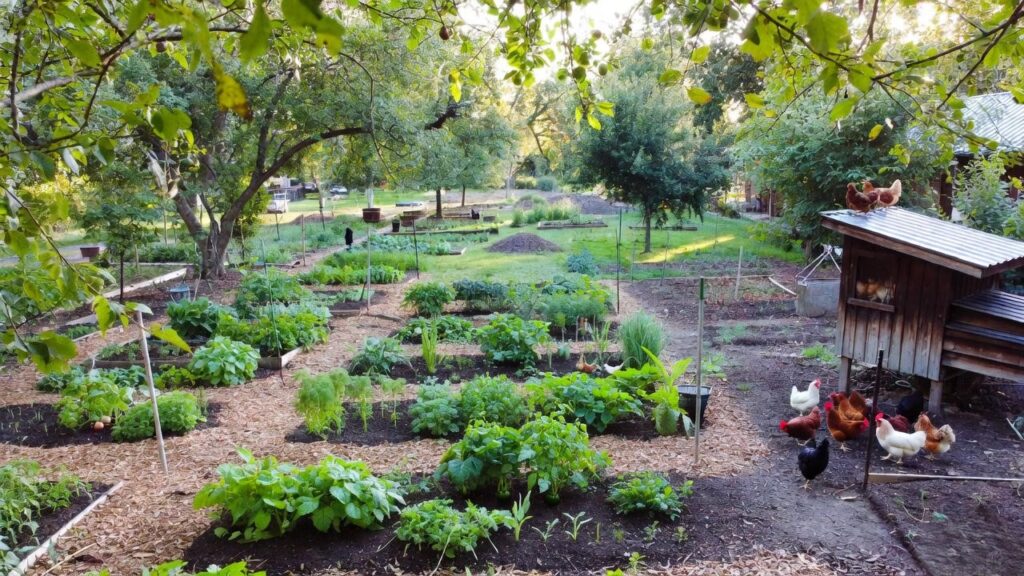 Small Homestead on a Quarter Acre