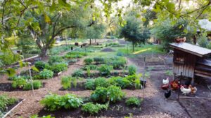 Small Homestead on a Quarter Acre