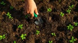 Discover What to Do First After Buying Land for a Garden and learn key steps to prepare your soil, plan layout, and start growing.