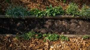 Low-Maintenance Orchard Floors