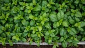 Budget Raised Bed Soil Mixes