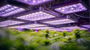 Upgrade your setup with the best replacement LEDs for outdated grow lights. Discover top full-spectrum LED options that boost yields, save energy, and fit existing fixtures perfectly!