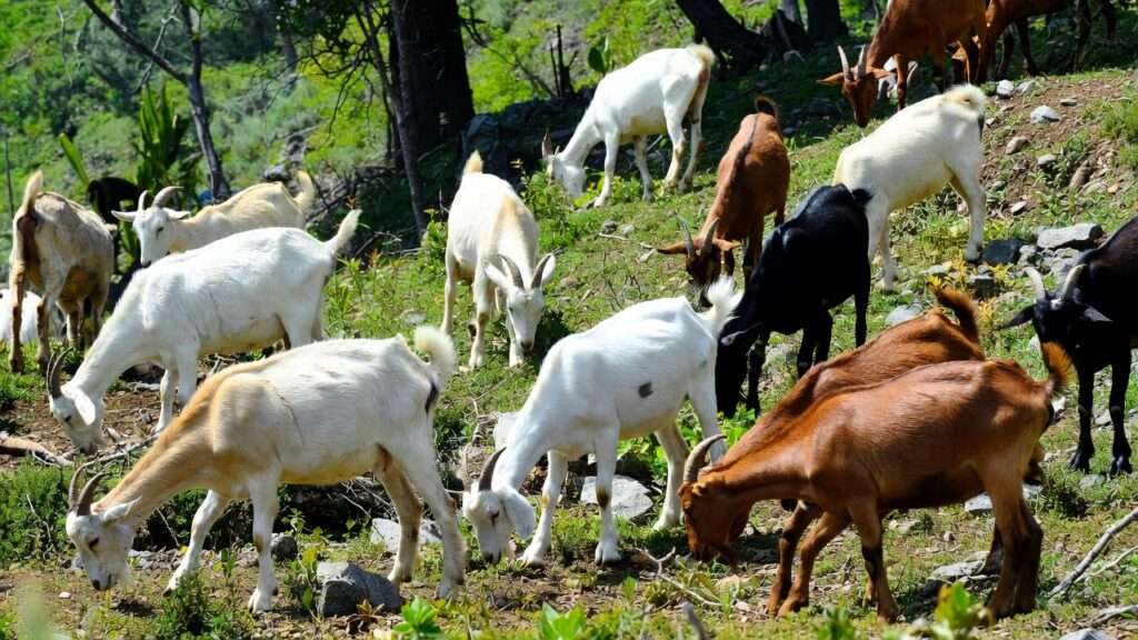 Using Goats for Brush Clearing