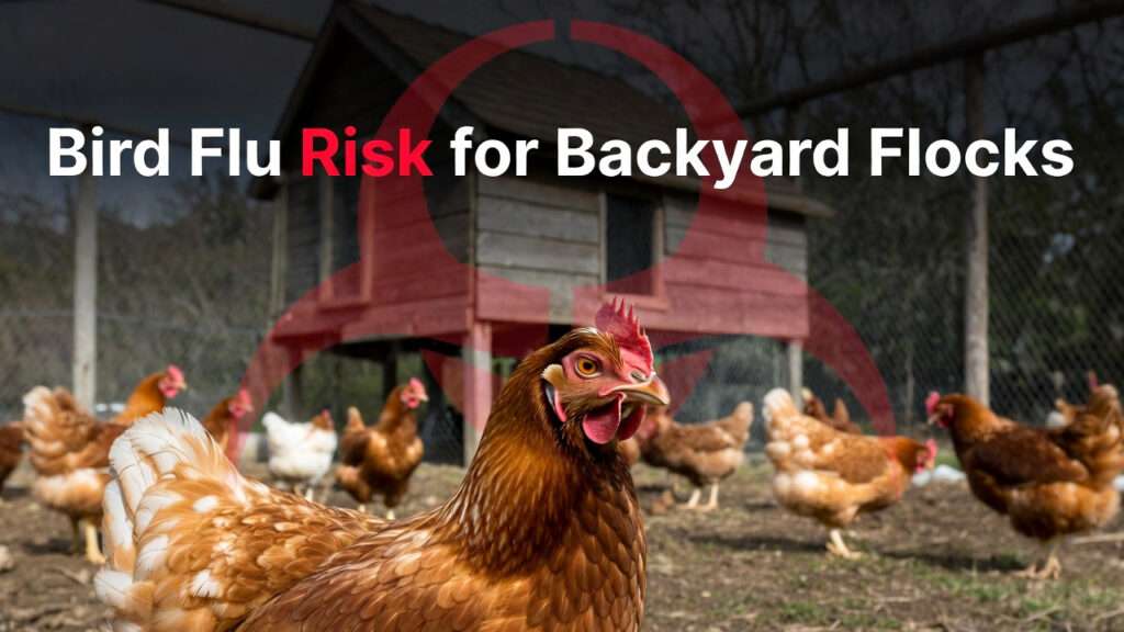 Bird Flu Risk for Backyard Flocks: Key Tips