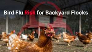 Bird Flu Risk for Backyard Flocks: Key Tips