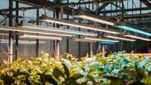Running Grow Lights Without Exploding Your Power Bill