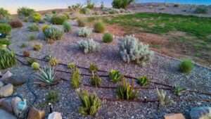 Dry Gardening and Xeriscaping