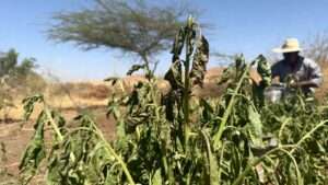 Heat-Stressed Plants