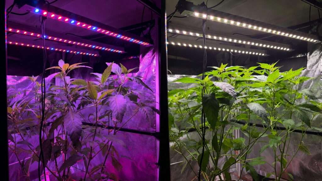 Red/Blue vs Full-Spectrum Grow Lights
