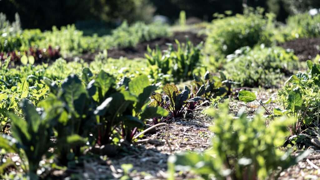 Fall and Winter Vegetable Garden