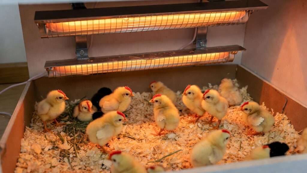 beginner chick brooder setup for indoors
