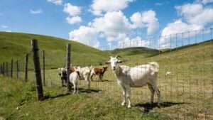 no-climb woven wire fencing for goats