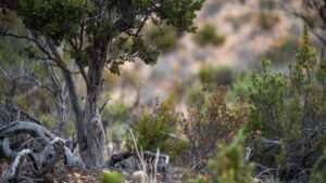 native clay tolerant trees and shrubs wet feet